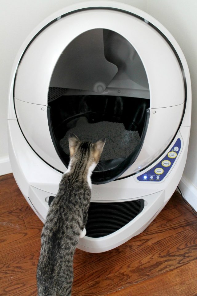 litter robot faq